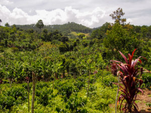 Coban Guatemala Chicoj Coffee Fields